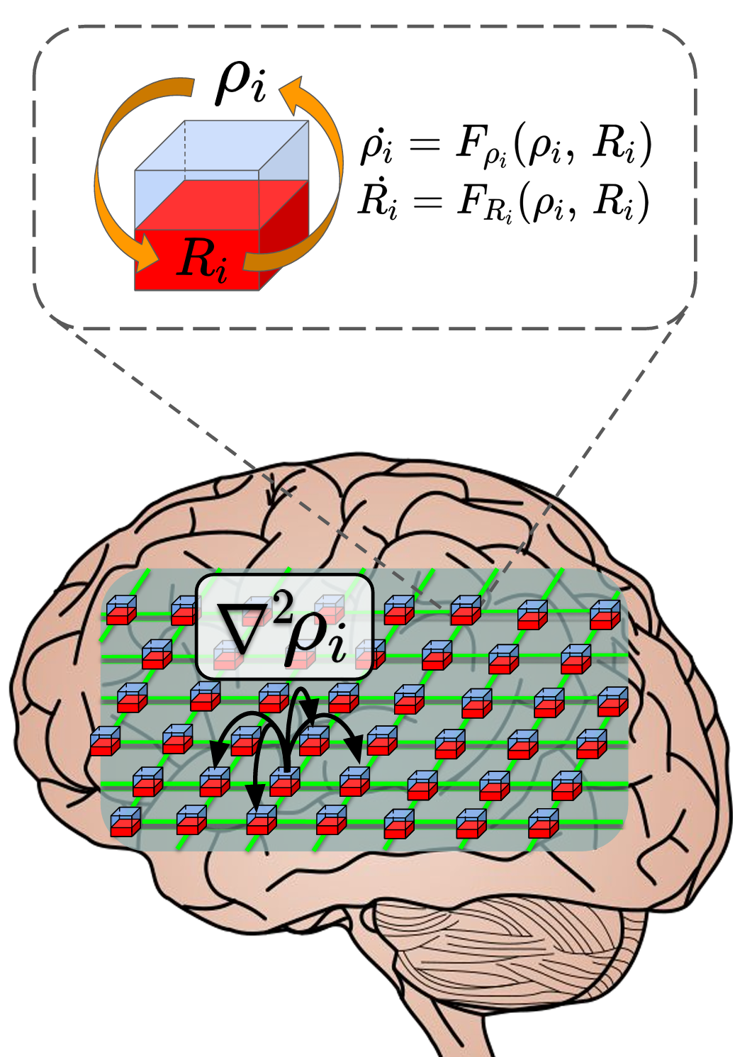 MILRO_brain.png